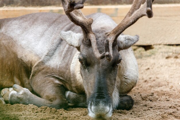 Horned reindeer in the aviary in summer