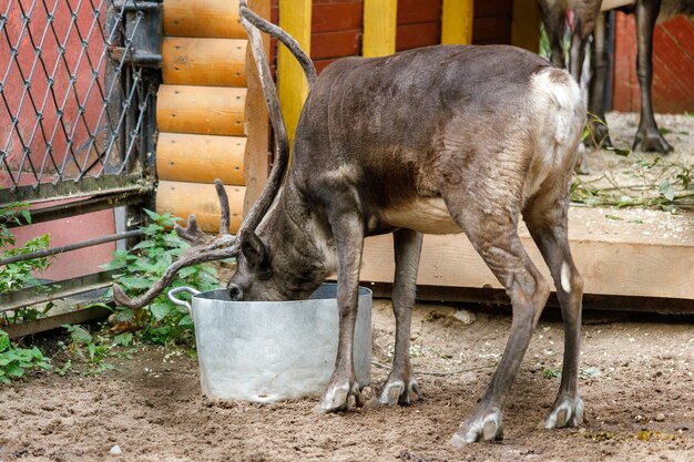 夏の鳥小屋の角のあるトナカイ