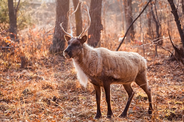 Photo horned reindeer at zoo sadgorod in russia