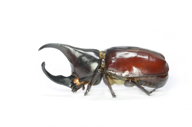 Photo horned rhino beetle on white