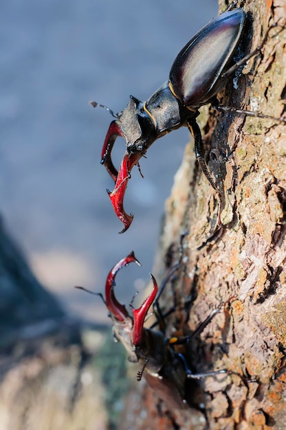 Horned stag beetles fight on the ground close up selective focus