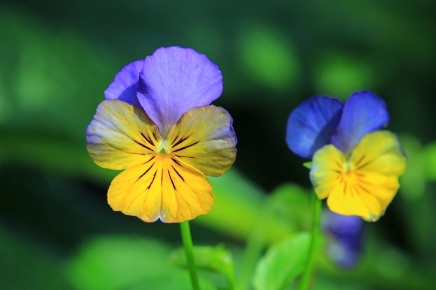 Рогатая фиалка (Viola cornuta)