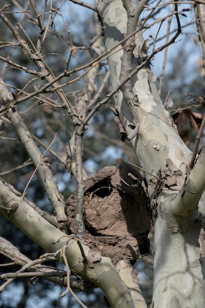 Hornero nests in the branches of a tree Furnarius rufus