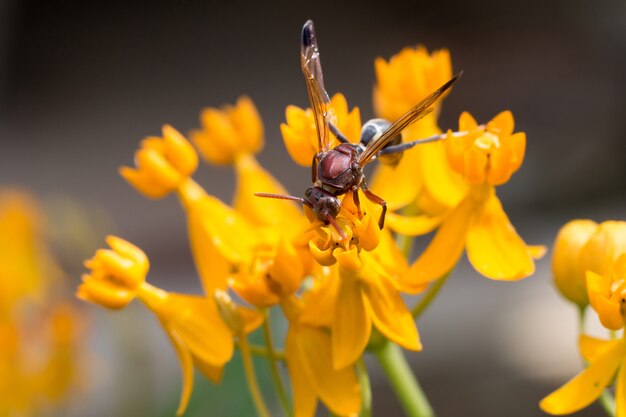 The hornet on a flower select focus