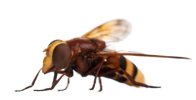 Hornet mimic hoverfly, Volucella zonaria, on white isolated