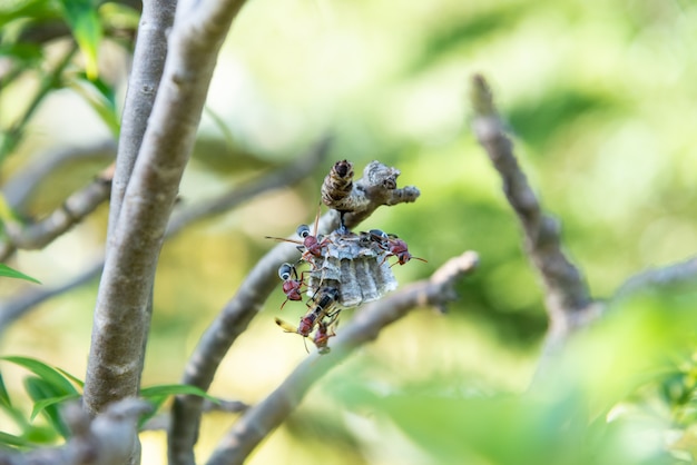 写真 スズメバチの巣の木の入れ子