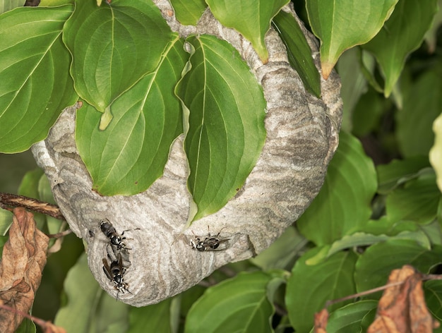 スズメバチは木の葉に巣を作ります