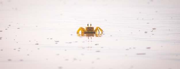 Horneyed ghost crab on the sandy beach in the Tropical island of Sri Lanka Yellow ghost crab photograph