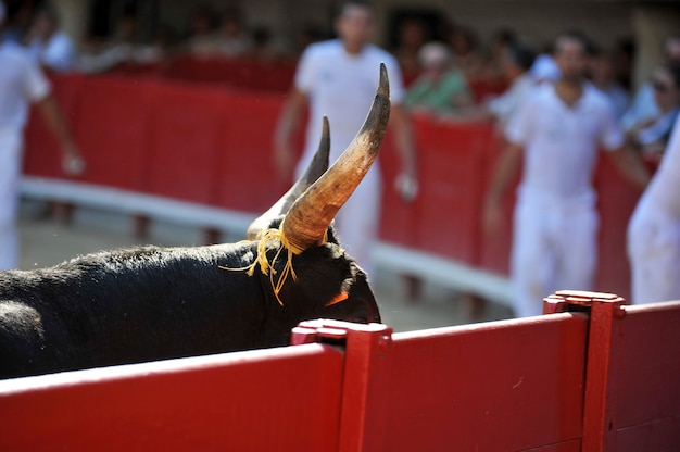 Foto corni di un toro all'interno di un'arena