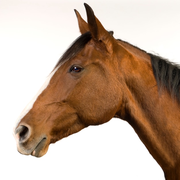 白の馬（11歳）