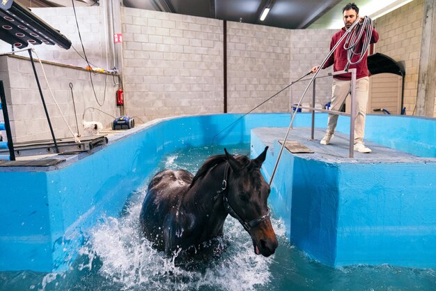 A horse actively engages in a hydrotherapy session for rehabilitation with a trainer