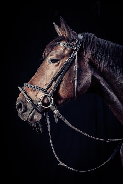 horse against black background