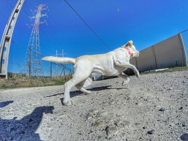 Horse against clear blue sky