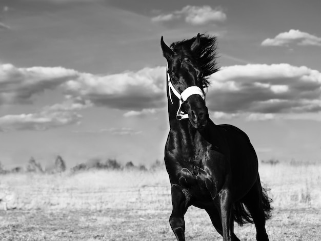 Foto cavallo contro il cielo