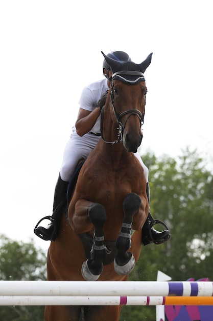 Фото Лошадь и всадник на лошади в соревнованиях по конкуру