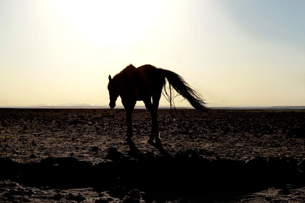 Cavallo ad aus - namibia