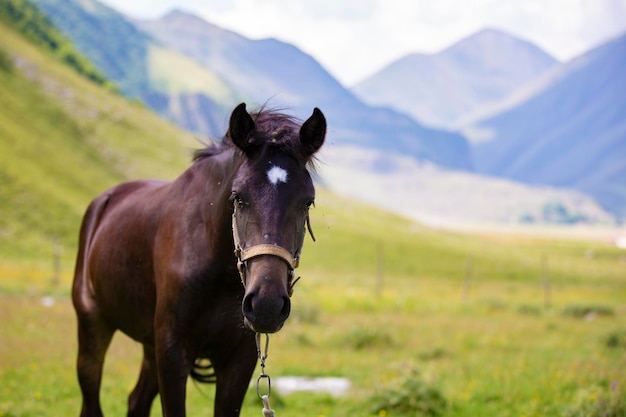 Horse on the background of the mountains