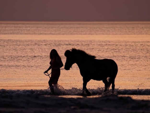 Photo horse on beach during sunset