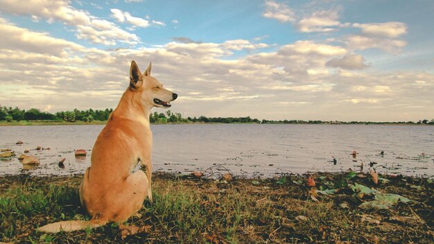 Foto cavallo sulla spiaggia