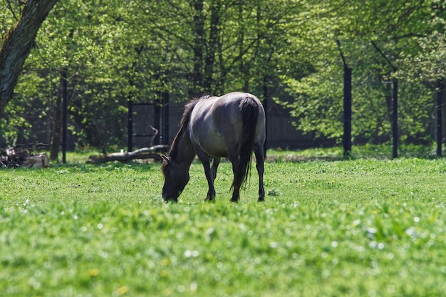 ポーランドのBelovezhskayaPushcha国立公園の一部としてのビャウォヴィエジャ国立公園の馬。