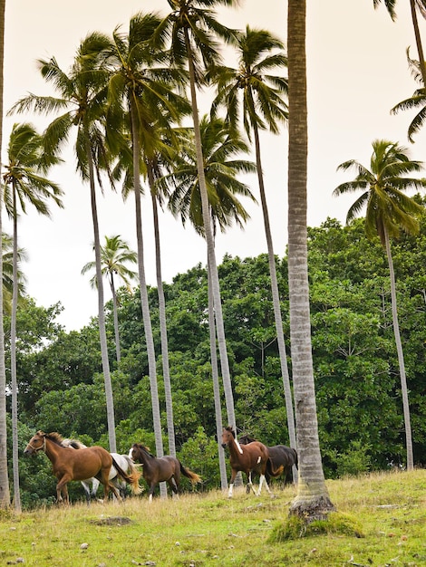 Foto cavallo vicino alle palme sul campo