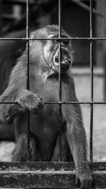 Photo horse in cage at zoo