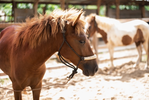 動物園のケージの馬