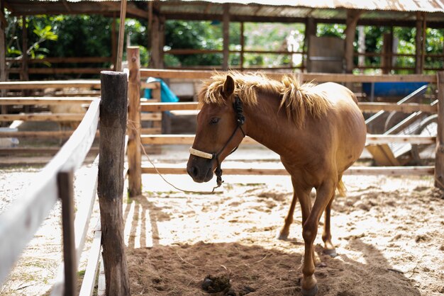 動物園のケージの馬