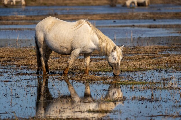 Horse of the Camargue in the Natural Park of the Marshes