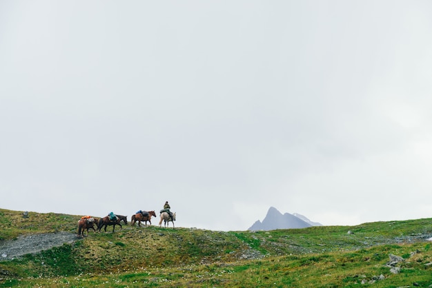 Horse caravan on hill top and big mountain peak with snow. Atmospheric minimalist alpine landscape with horses on mountain top. Horseman on white horse leads caravan along highlands. Wonderful scenery