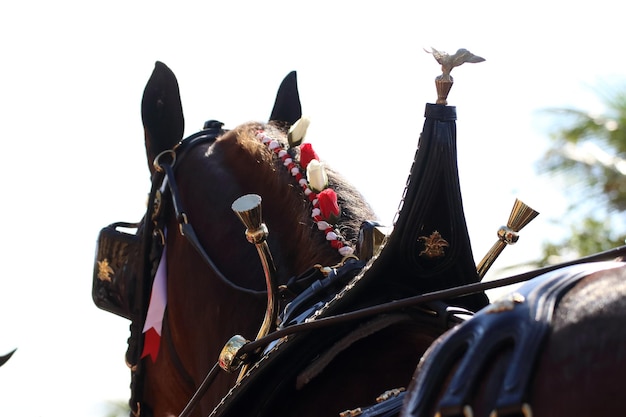 Photo horse cart against sky