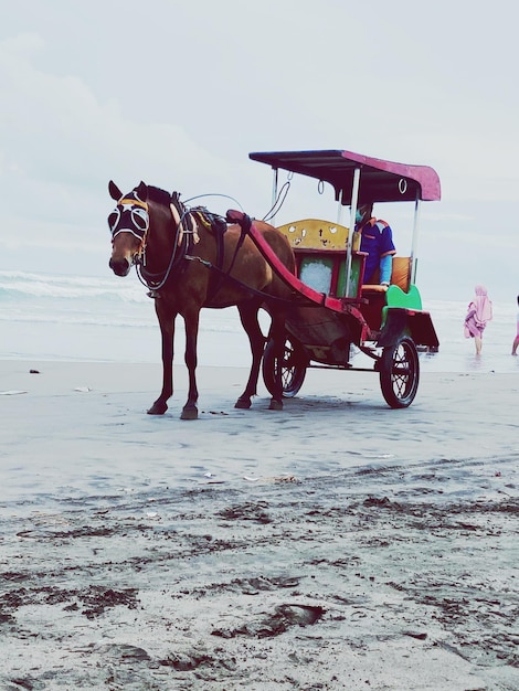 Horse cart on beach