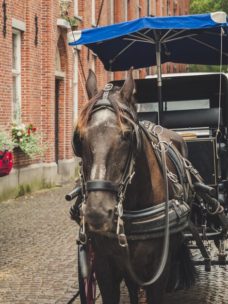 Photo horse cart in city