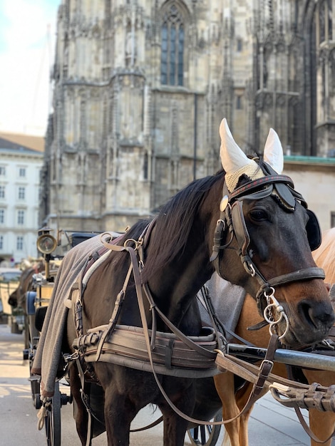 Foto carro a cavallo in una città