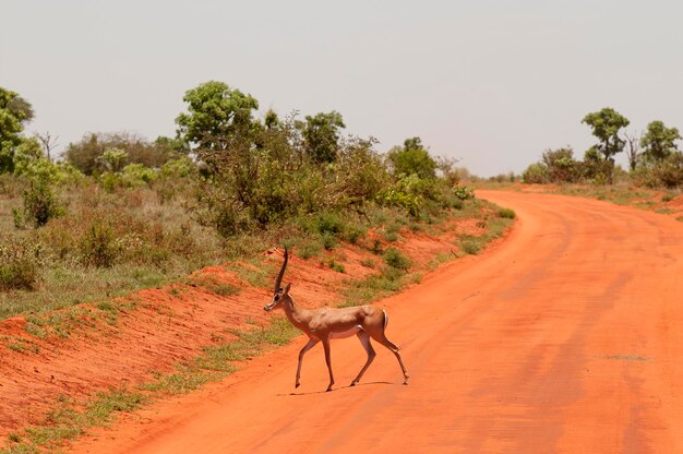 Horse cart on dirt road