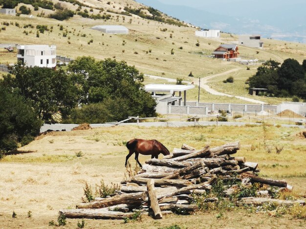 Foto carro a cavallo sul campo