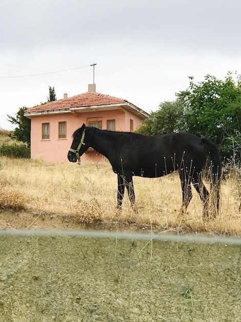 Foto carro a cavallo sul campo