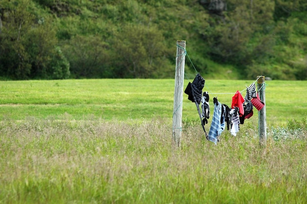 Foto carro a cavallo sul campo