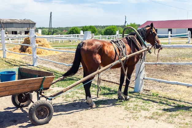 Foto carro a cavallo nel campo