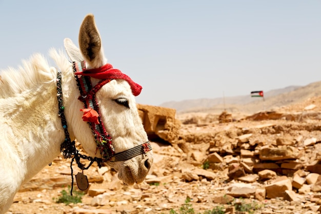 Foto carro a cavallo sul campo