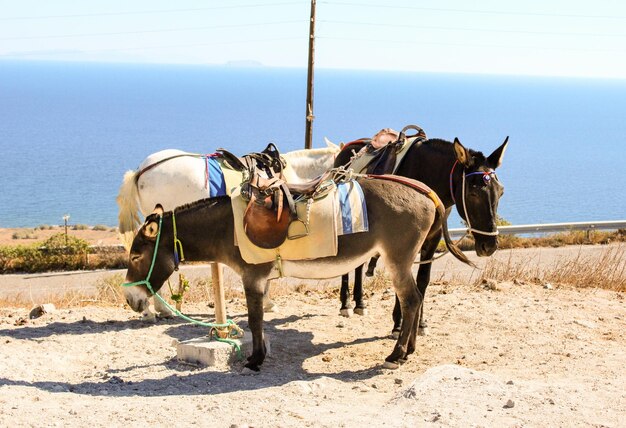 Foto carro a cavallo a terra