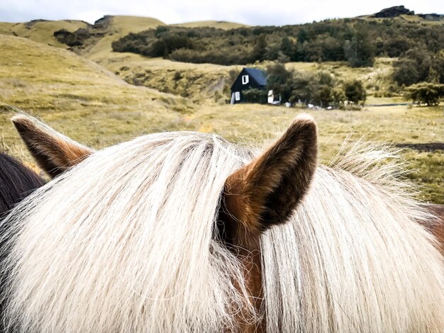 Foto carrozza a cavallo a terra