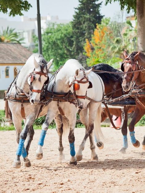 写真 泥の道で動く馬車