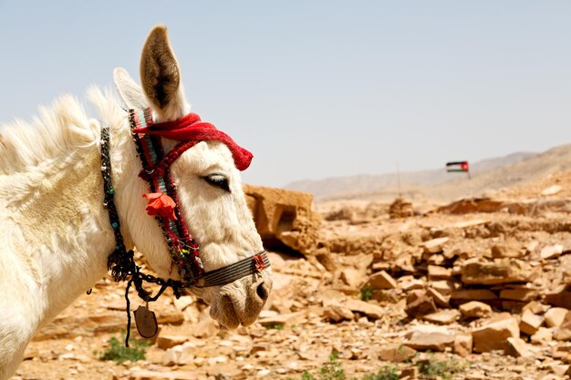 写真 野原での馬車