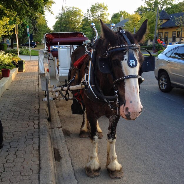 Фото Конная повозка на улице в городе