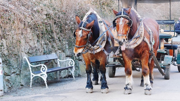 写真 通りに乗った馬車