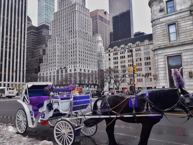 Photo horse cart on road against buildings in city