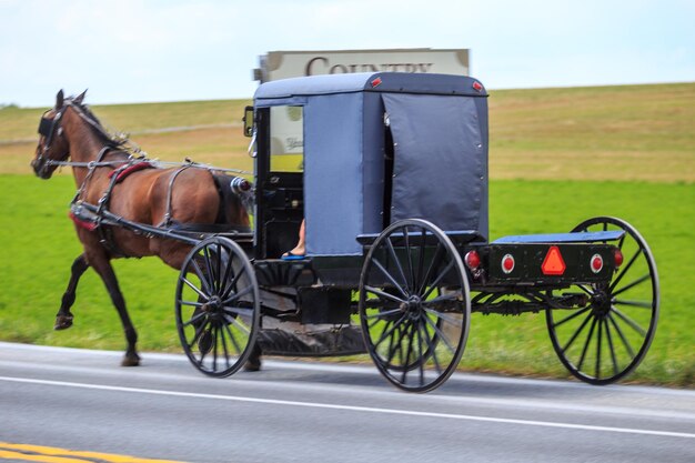 Photo horse cart on road