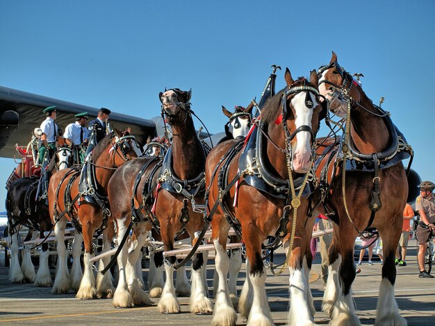 Foto carro a cavallo sulla strada