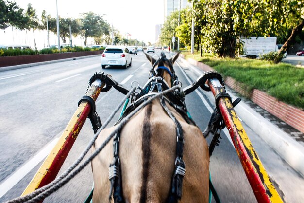 Foto carro a cavallo sulla strada